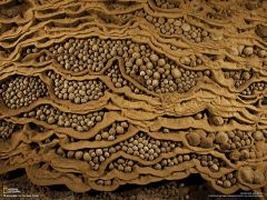 Tapeta National Geographic 774.jpg